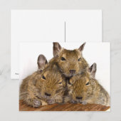 Dozing Degu Trio Briefkaarten (Voorkant / Achterkant)