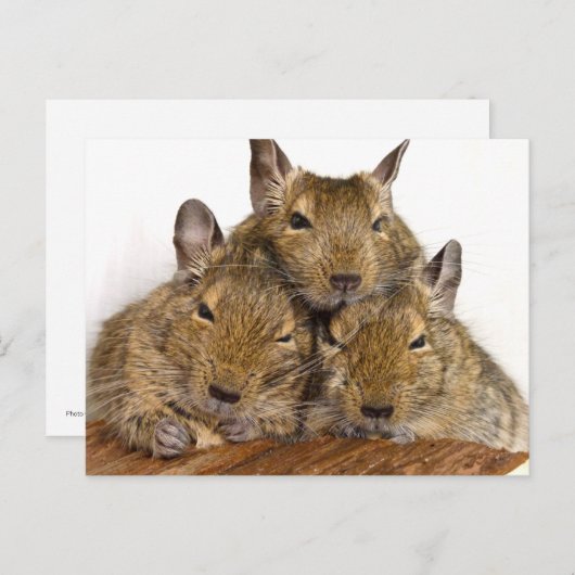 Dozing Degu Trio Briefkaarten (Voorkant / Achterkant)