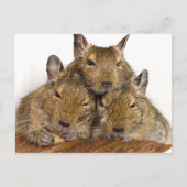 Dozing Degu Trio Briefkaarten (Voorkant)