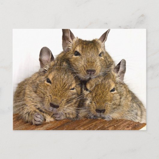 Dozing Degu Trio Briefkaarten (Voorkant)