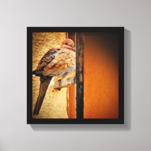 Dozing Dove Canvas Afdruk