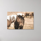 Dozing Onaqui Wilde Paarden Canvas Afdruk (Voorkant)