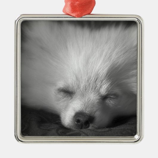 Dozing Pomeranian Metalen Ornament (Voorkant)