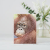 Dr. Ann de Orangutan Briefkaart (Staand voorkant)