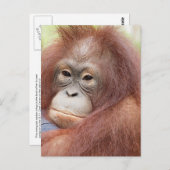 Dr. Ann de Orangutan Briefkaart (Voorkant / Achterkant)