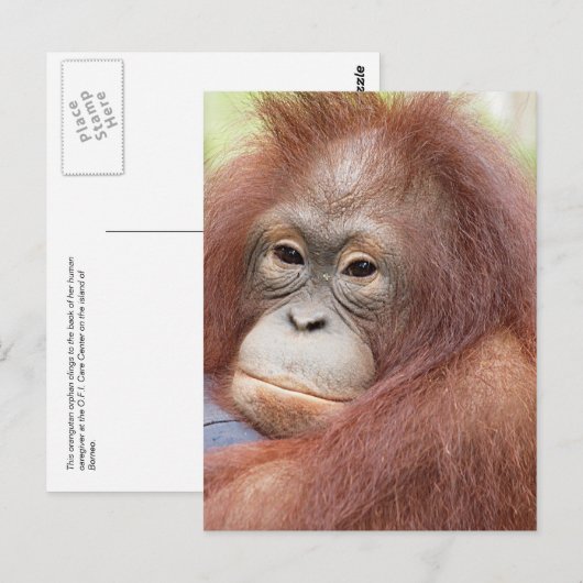 Dr. Ann de Orangutan Briefkaart (Voorkant / Achterkant)