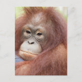 Dr. Ann de Orangutan Briefkaart (Voorkant)