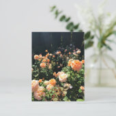 Draagland Roos Garden, OF Briefkaart (Staand voorkant)