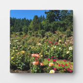 Draagland Roos Garden, OF Fotoplaat (Voorkant)