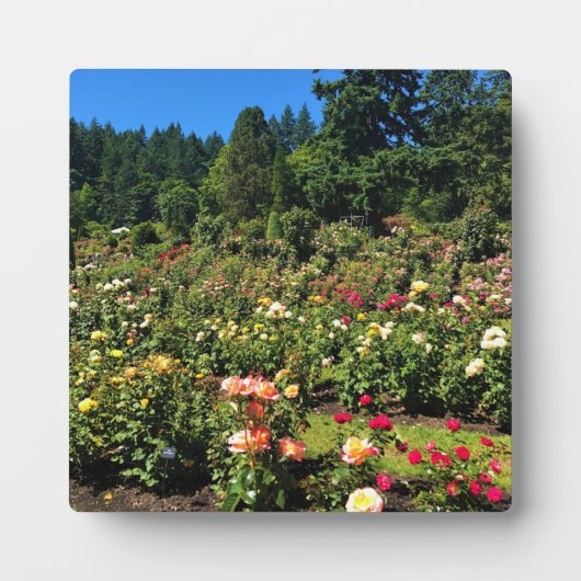 Draagland Roos Garden, OF Fotoplaat (Voorkant)