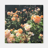 Draagland Roos Garden, OF Magneet (Voorkant)