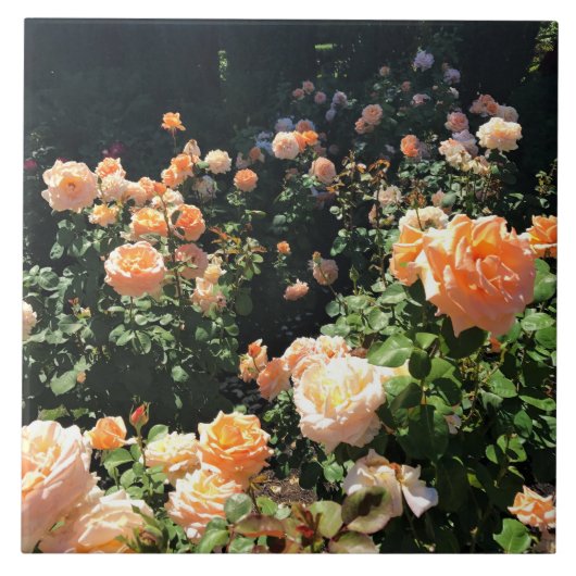 Draagland Roos Garden, OF Tegeltje (Voorkant)