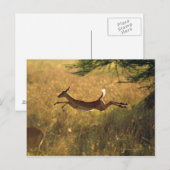 Draaguitsprong door het veld briefkaart (Voorkant / Achterkant)