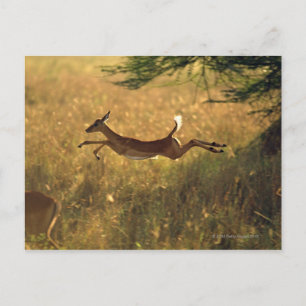 Draaguitsprong door het veld briefkaart