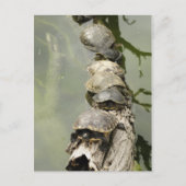 Draaien Briefkaart (Voorkant)