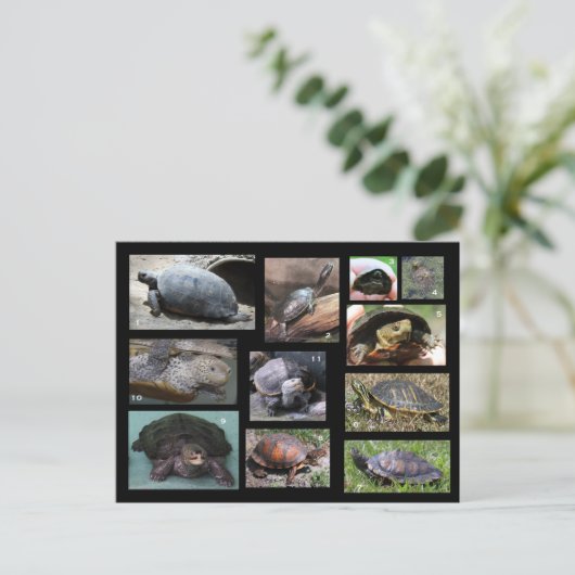 Draaiklepen, schildpadden en schroefpijpen, van ge briefkaart (Staand voorkant)