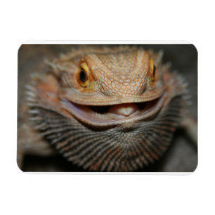  draak magneet