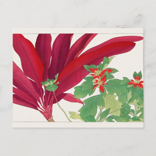 Dracaena, Poinsettia, van Tanigami Konan Briefkaart (Voorkant)