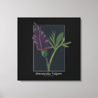 Dracunculus vulgaris canvas afdruk