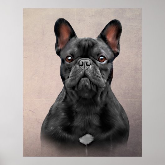 Dradenhond Franse hond Poster (Voorkant)
