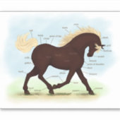Draf Rocky Mountain Horse Paard Anatomie Chart Sticker (Voorkant)