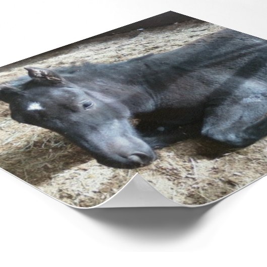 Draft Foal Poster (Hoek)