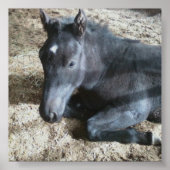 Draft Foal Poster (Voorkant)