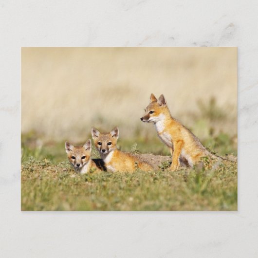 Draft Fox (Vulpes macrotis), jong in den burrow, 5 Briefkaart (Voorkant)