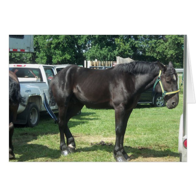 Draft Horse (Voorkant Horizontaal)