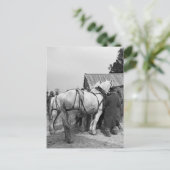 Draft Horse Auction, jaren '30 Briefkaart (Staand voorkant)