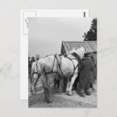 Draft Horse Auction, jaren '30 Briefkaart (Voorkant / Achterkant)