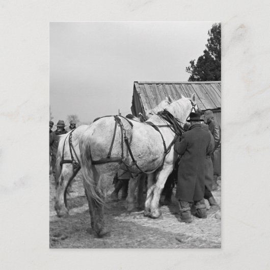 Draft Horse Auction, jaren '30 Briefkaart (Voorkant)