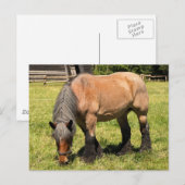 Draft Horse Briefkaart (Voorkant / Achterkant)