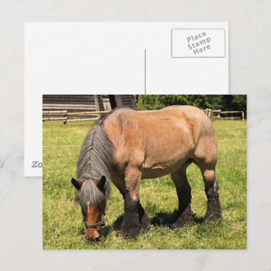 Draft Horse Briefkaart (Voorkant / Achterkant)