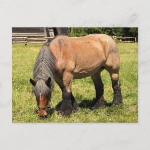 Draft Horse Briefkaart