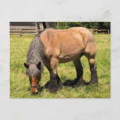 Draft Horse Briefkaart (Voorkant)