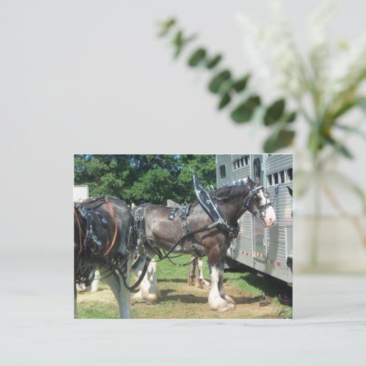 Draft Horse Briefkaart (Staand voorkant)