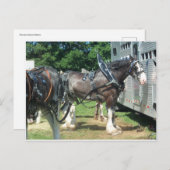 Draft Horse Briefkaart (Voorkant / Achterkant)