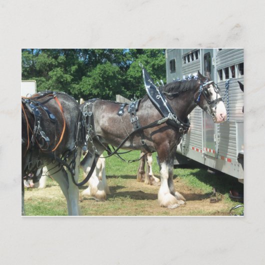 Draft Horse Briefkaart (Voorkant)