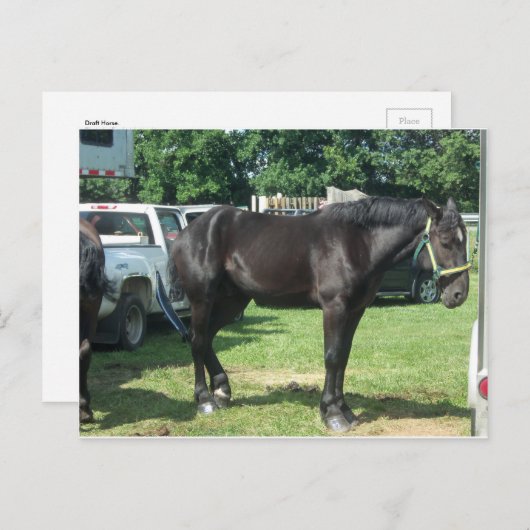 Draft Horse Briefkaart (Voorkant / Achterkant)