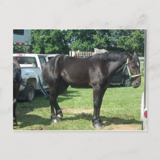 Draft Horse Briefkaart (Voorkant)
