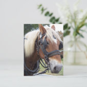 Draft Horse Briefkaart (Staand voorkant)