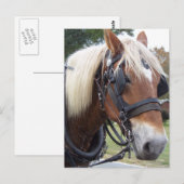 Draft Horse Briefkaart (Voorkant / Achterkant)