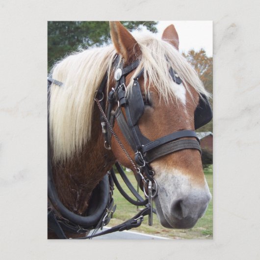 Draft Horse Briefkaart (Voorkant)