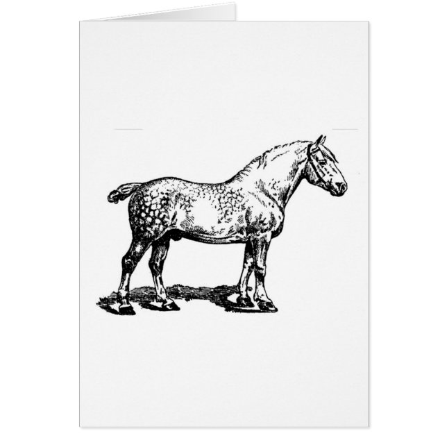 Draft Horse — Dapped (Voorkant)