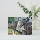 Draft Horse Duo Briefkaart (Staand voorkant)