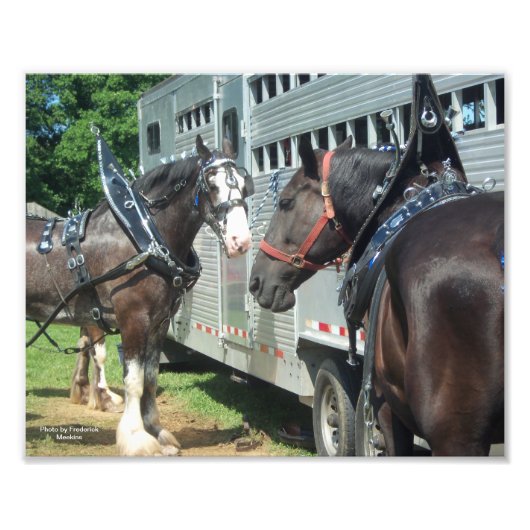 Draft Horse Duo Foto Afdruk (Voorkant)