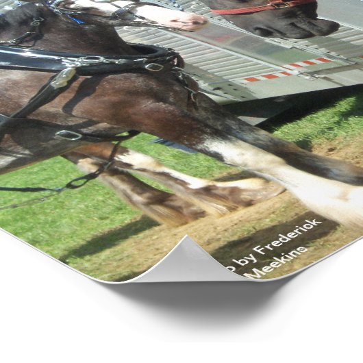 Draft Horse Duo Poster (Hoek)