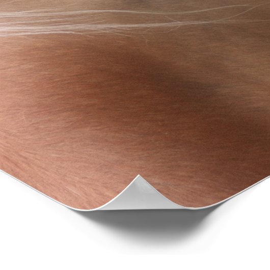 Draft Horse Eye Wisdom Poster (Hoek)