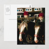 Draft Horse Tandem Briefkaart (Voorkant / Achterkant)